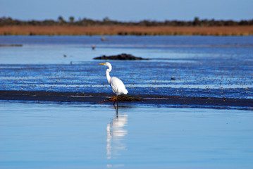 New Zealand egret