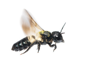 A close up of flying Leafcutter bee isolated on white background
