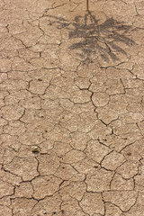Shadow of Plant on dry land