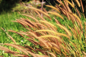 para grass on the summer.