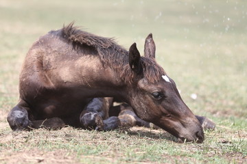 Young horse foal having fun in the wet mud after shower