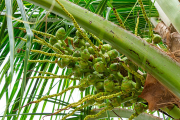 Obraz premium Coconut tree (Cocos nucifera) fruit closeup, small, unripe, green - Pembroke Pines, Florida, USA