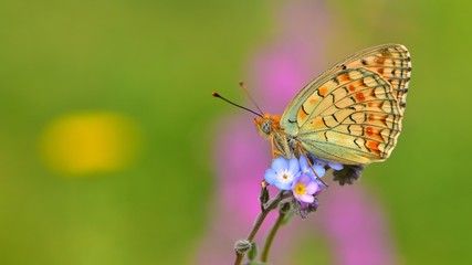 Obraz premium Argynnis niobe 327