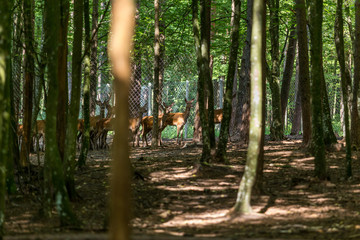 Deer in the woods