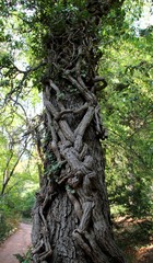 Fototapeta premium Wicker tree in Nikitinsky Botanical Garden in Crimea