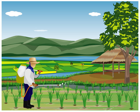 Farmer Spray Manure In Paddy Field Vector Design