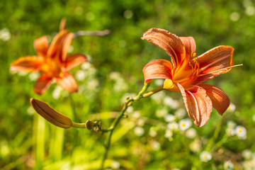 Orange Daylily Flowers in blooming summer