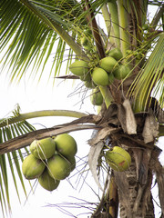 Cocotero
