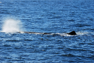 Fototapeta premium New Zealand whale watching