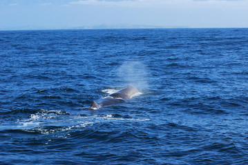 Naklejka premium New Zealand whale watching