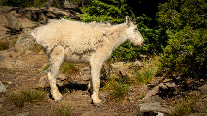 Obraz premium Mountain Goat side view with a rough coat loosing it's winter