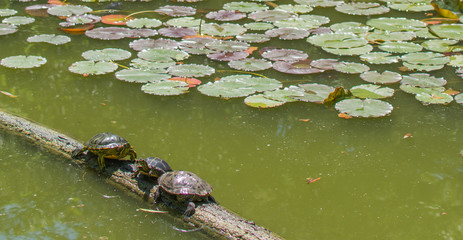 Obraz na płótnie Canvas Turtles on a Log