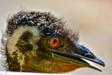 The ostrich or common ostrich (Struthio camelus) is either of two species of large flightless birds native to Africa.