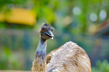 The ostrich or common ostrich (Struthio camelus) is either of two species of large flightless birds native to Africa.