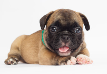 French Bulldog puppy on a white background