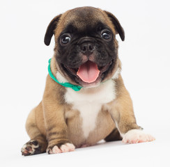 French Bulldog puppy on a white background