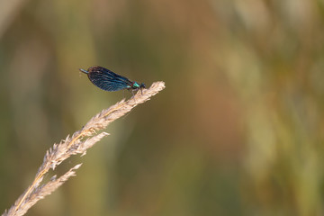 A blue-lying demoiselle sits in the light of the morning sun on a blade of grass