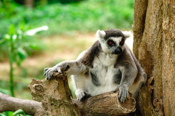 Close-up portrait of lemur catta (ring tailed lemur) at the khaokheow open zoo thailand.