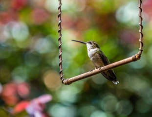 humming bird