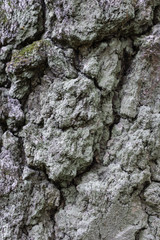 Oak tree bark. The abstract background for design