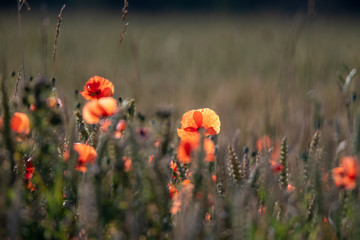Fototapeta premium poppy in backlight in the morning