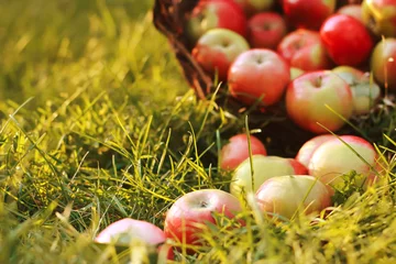 Fotobehang Blurred fresh apples in basket and on grass. August, autumn harvesting concept. Farming, orchard, apple picking, fall season © Евгения Савина