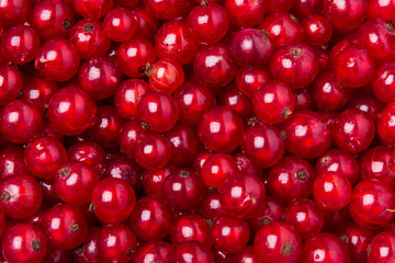 Redcurrant berries many