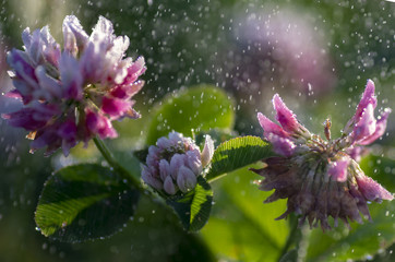 Łąka w deszczu, różowe kwiaty ujęcie makro.