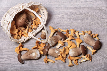 Chanterelles mushrooms and boletus closeup on a rustic table in a basket