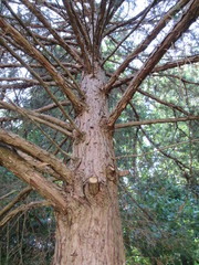 View looking up into a pine tree in the woods with many branches 