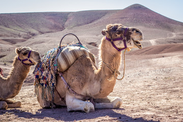 Fototapeta premium Camel