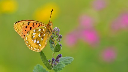 Argynnis aglaja  325