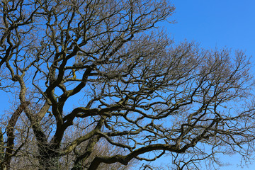Bare tree and blue sky 