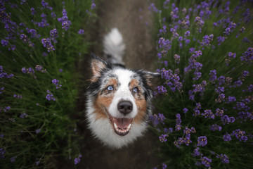 Happy dog in lavender flowers. Australian shepherd. Pet on nature summer, holidays