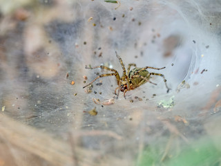 Allagelena gracilens aka funnel weaver spider, in its web. Italy.