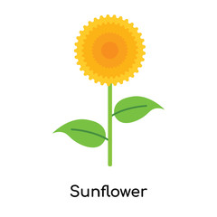 Sunflower icon vector sign and symbol isolated on white background, Sunflower logo concept