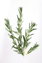 Fresh garden  rosemary plants isolated on white background