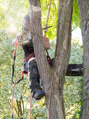 Female Arborist working up a tree hidden by sawdust