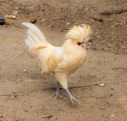 white chicken