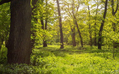 Sunny Green Forest Glade