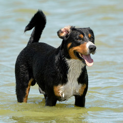 Portrait of the Bernese Mountain Dog