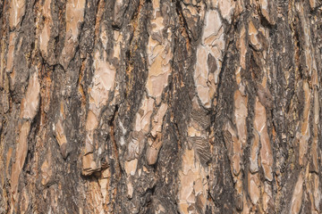 Bark of Pine Tree. trunk texture closeup macro