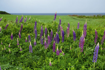 Lupins blooming in Prince Edward Island