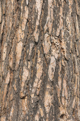 Tree bark texture. macro background
