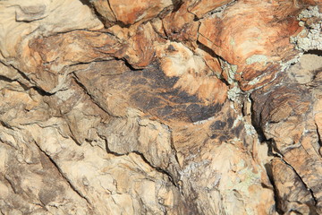 Versteinertes Holz in der Bisti Wilderness Area New Mexico USA