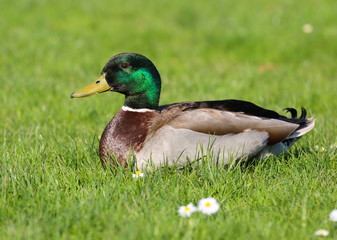 Duck on the grass