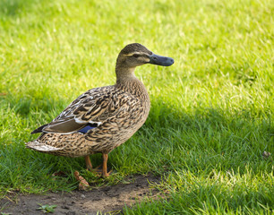 Duck on the grass