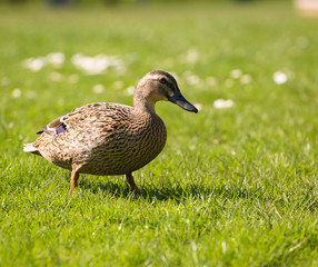 Duck on the grass