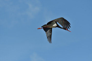 black stork flying in the sky  close up 