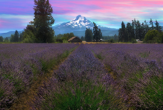 Fototapeta Lavender Field in Hood River Oregon After Sunset